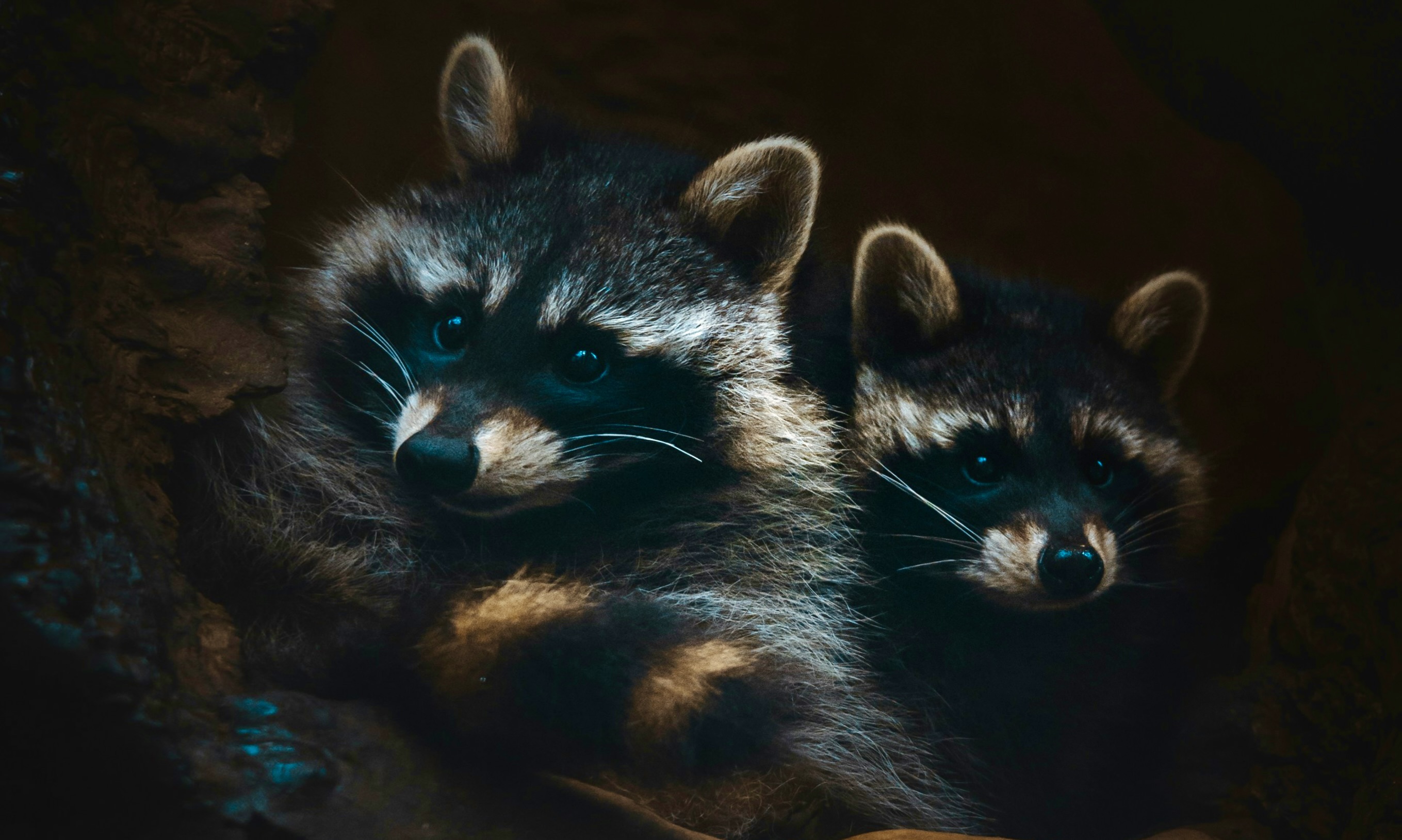 Two raccoons in a den